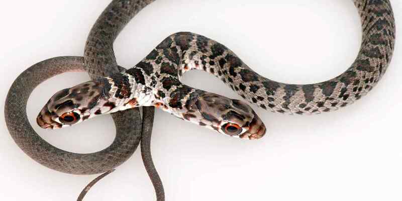 Giải mã giấc mơ thấy rắn