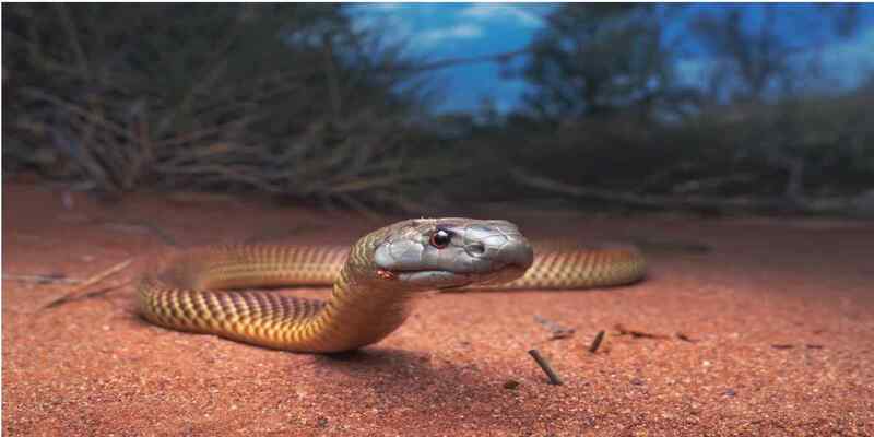 Mơ thấy bị rắn đuổi