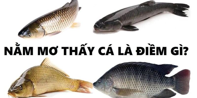 Dấu hiệu mơ thấy cá