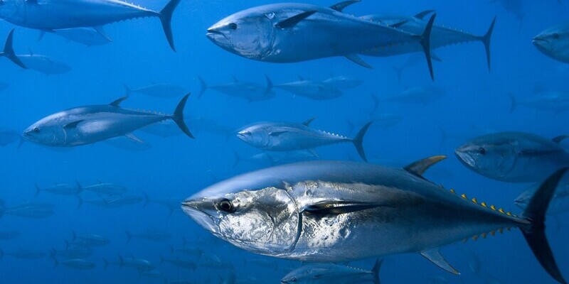 Giới thiệu điềm mơ thấy cá