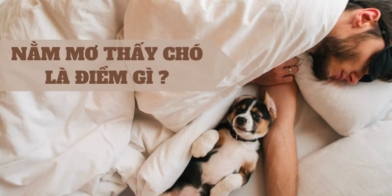 Mơ thấy chó mang điềm xấu hay điềm tốt 