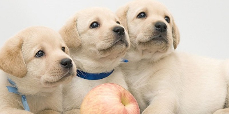 Mơ về chó vàng có ý nghĩa như thế nào? 