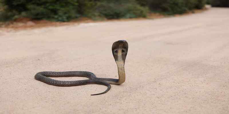 Mơ thấy rắn hổ mang