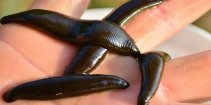 Nằm mơ thấy đỉa 